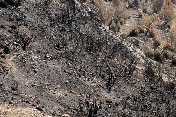 ANTALYA'NIN MANAVGAT ILCESINDE 28 TEMMUZ'DA BASLAYAN VE 10'UNCU GUN SONDURULEN ORMAN YANGINLARINDA, 2006 YILINDAN BU YANA GELISTIRILEN VE TURKIYE'NIN EN KALITELI DEFNE SAHASI OLDUGU BELIRTILEN 1400 HEKTARLIK DEFNE REHABILITASYON ALANI VE VATANDASLARA AIT YUZLERCE DONUM DEFNE BAHCESI YOK OLDU.(FOTO:MITHAT ABAKAN/MANAVGAT-DHA)