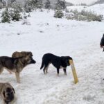 Dağa terk edilen köpeklere sürücülerden yardım eli