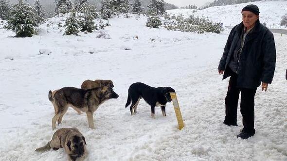 Dağa terk edilen köpeklere sürücülerden yardım eli