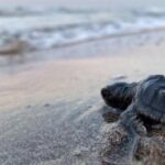 35 bin yavru caretta carettanın yarısı denize ulaştı