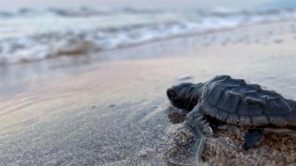 35 bin yavru caretta carettanın yarısı denize ulaştı