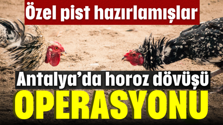 Horoz dövüşü operasyonu