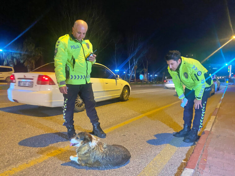 Polisler yaralı köpeği koruma altına aldı