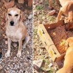 Antalyada vahşet 4 yavru köpeğin kulak ve kuyruklarını kestiler