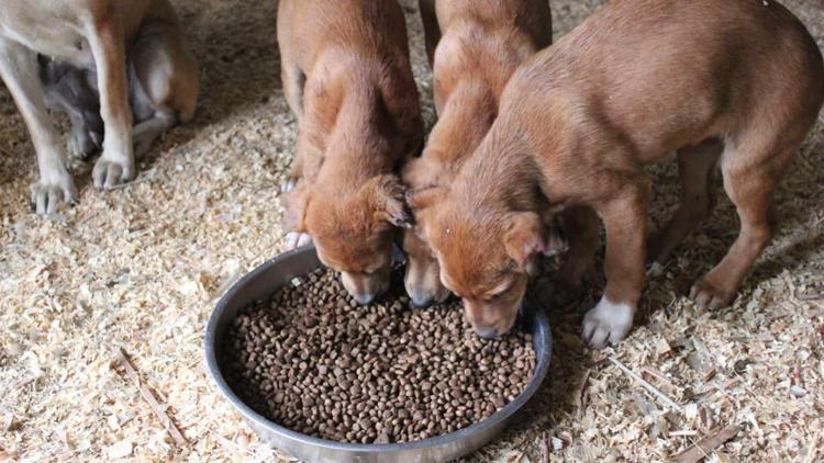 Yavru köpekleri kulak ve kuyrukları kesilmiş halde bulan Norveçli kadın: İnsanın yapabileceği en kötü şey