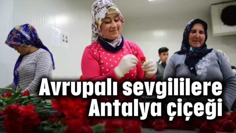 Avrupalı sevgililere Antalya çiçeği