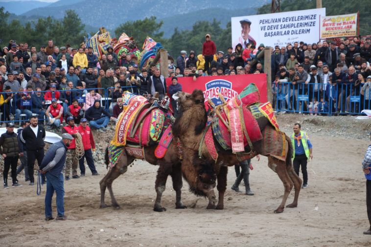 Kumluca'da Türkiye'nin en ünlü develeri güreşti!