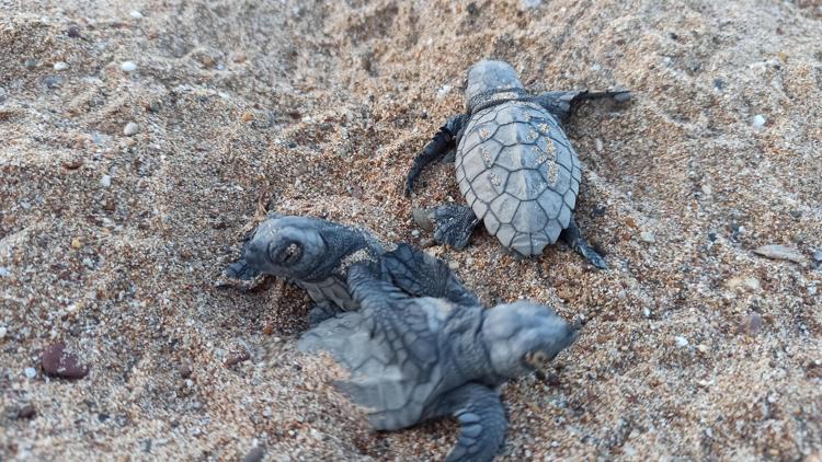 Çeyrek asırlık caretta mücadelesinde yavru sayısı 1,5 milyona ulaştı