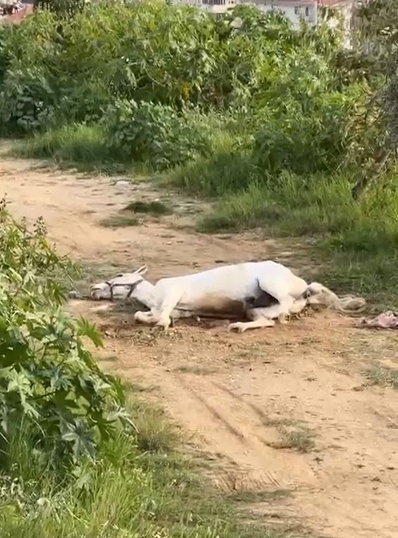 Yerde yatan at korkuttu