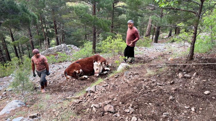 Uçuruma düşen dana, 10 saatte kurtarıldı