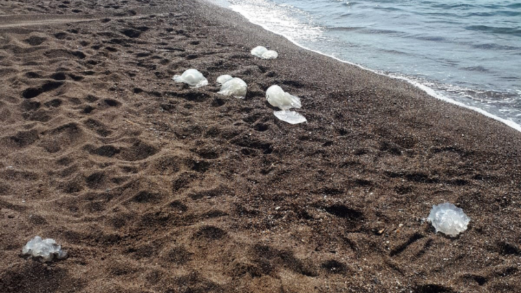 Antalya Körfezi'nde denizanası paniği