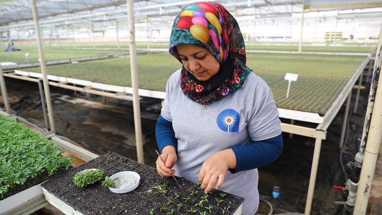 Antalyada 2 milyon yazlık çiçek toprakla buluşuyor