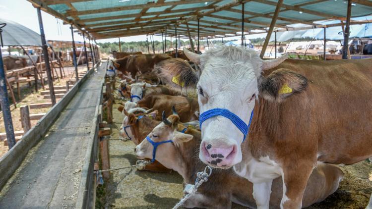 Kepezin kurban pazarında satışlar başladı