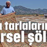 Halı tarlalarında görsel şölen