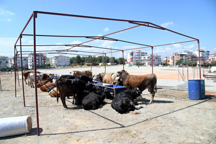 Manavgat'ta 2 kurban satış pazarı kuruluyor