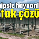 Sahipsiz hayvanlara ortak çözüm