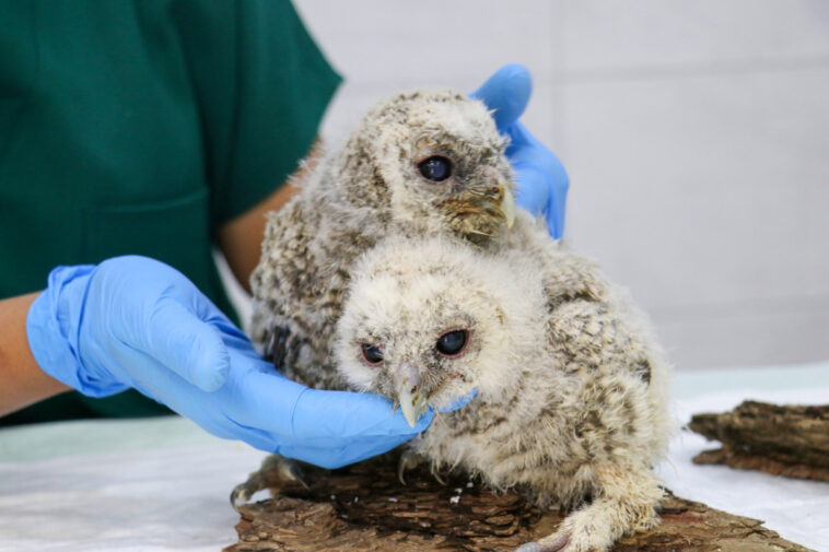 Yardıma muhtaç yavru baykuşlar tedavi altına alındı
