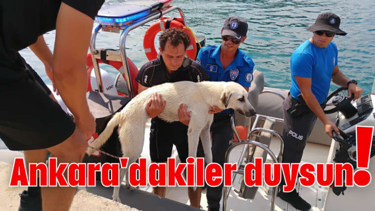 Ankara'dakiler duysun!