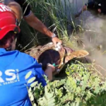 Balıkçı ağına takılan caretta carettayı arama kurtarma ekipleri kurtardı