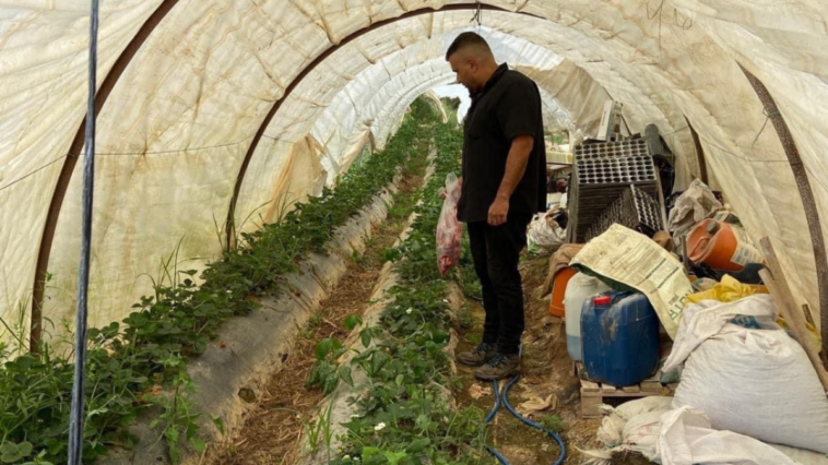 Gazipaşa'da bitki sağlığı çalışmaları sürüyor