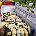 Gazipaşa'da kurban satış alanlarına denetim sürüyor