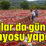 Halılar da güneş banyosu yapar!