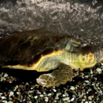 Konyaaltı sahilinde caretta caretta şaşkınlığı