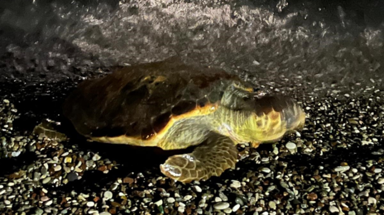 Konyaaltı sahilinde caretta caretta şaşkınlığı