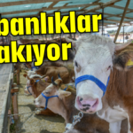 Kurbanlıklar el yakıyor