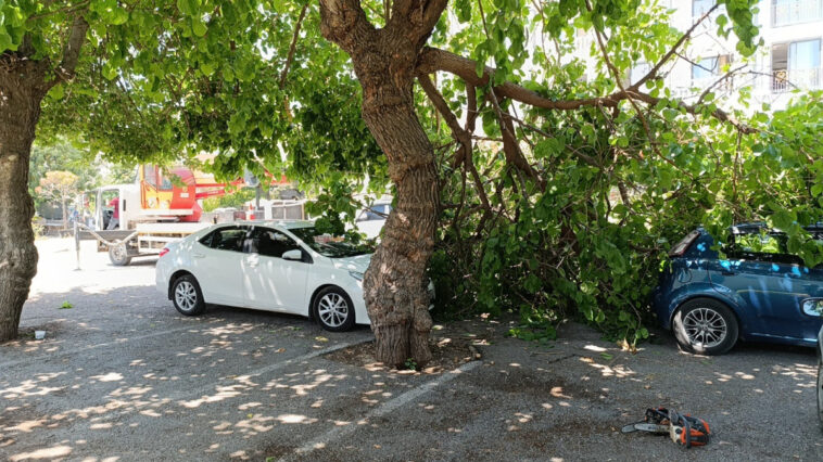 Manavgat'ta park halindeki 2 otomobile kırılan dut ağacının dalları zarar gördü