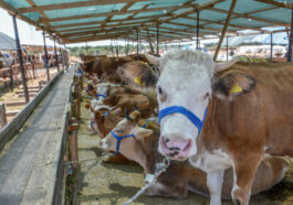 'Spekülatörlere inanmayın, yeterli kurbanlık var'