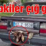 Tepkiler çığ gibi