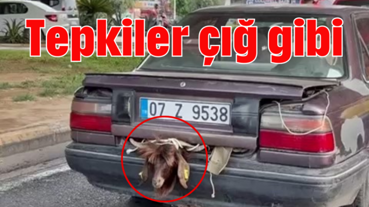 Tepkiler çığ gibi