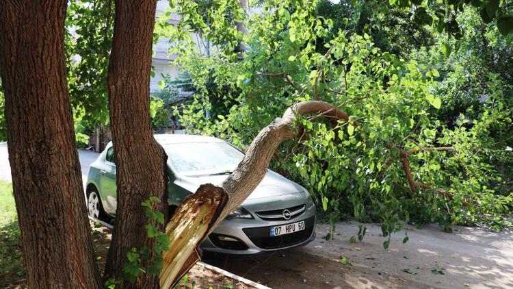 Ağaç, otomobilin üzerine devrildi