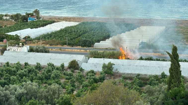 Alanya'daki yangında 30 avokado ağacı zarar gördü