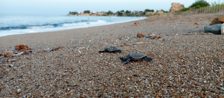 Manavgat'ta deniz kaplumbağaları koruma altında