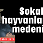 Sokaklar, hayvanlar ve medeniyet