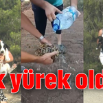 Tek yürek olduk