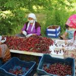 Uluborlu Kirazı bu yıl tat vermedi