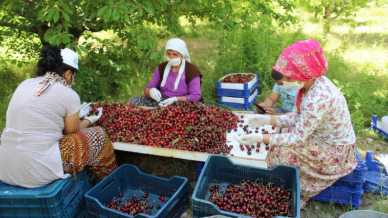 Uluborlu Kirazı bu yıl tat vermedi