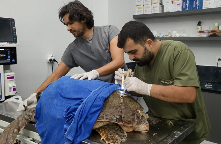 Yaralı caretta caretta tedavi edilip, denize bırakıldı