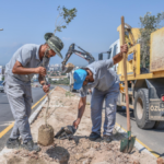 Zeytindalı Caddesi'ne 100 zeytin fidanı dikildi