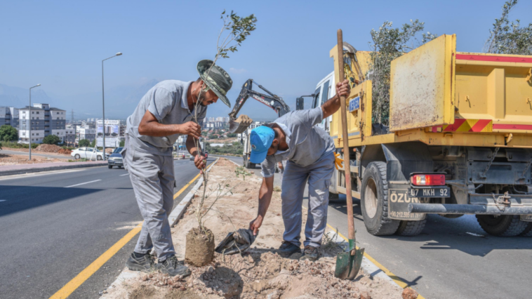 Zeytindalı Caddesi'ne 100 zeytin fidanı dikildi