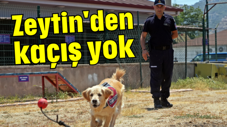 Zeytin'den kaçış yok