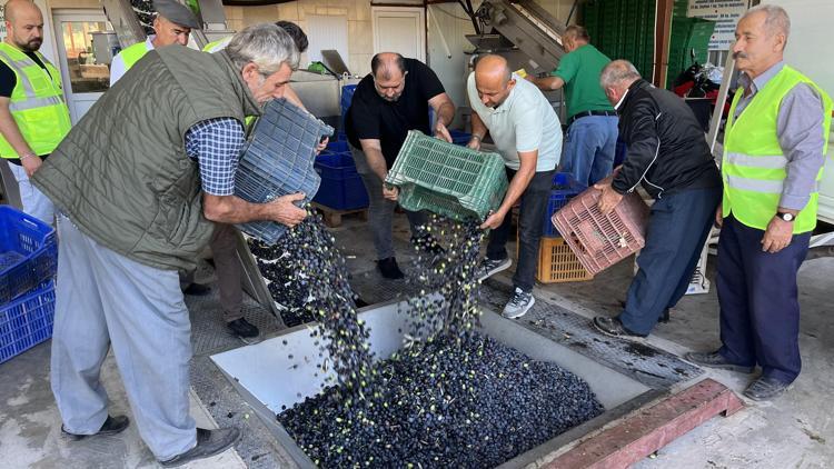 Kumlucada hasat edilen zeytinin sıkımına başlandı