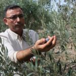 Alanya'da zeytin hasadına başlandı, rekoltenin yüksek olması bekleniyor