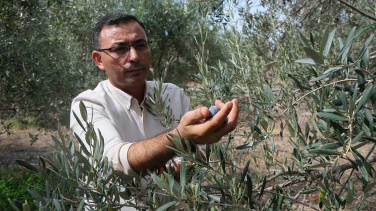 Alanya'da zeytin hasadına başlandı, rekoltenin yüksek olması bekleniyor