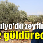 Antalya'da zeytin yüz güldürecek