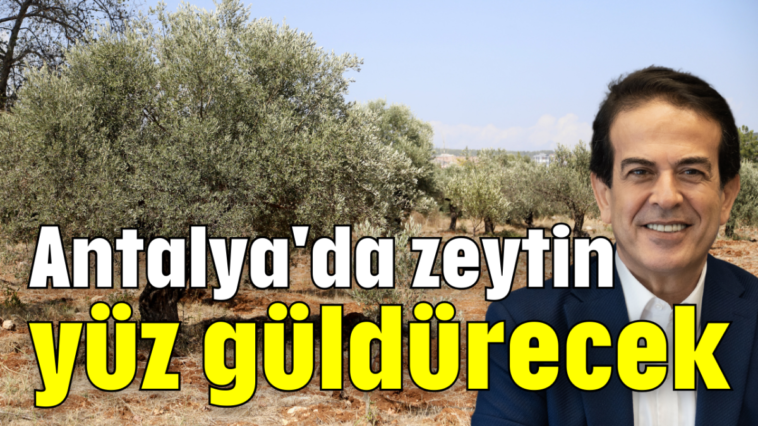 Antalya'da zeytin yüz güldürecek