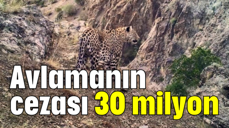 Avlamanın cezası 30 milyon